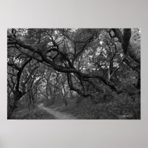 Poster Chemin à travers le verger de chêne en état