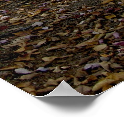 Poster Chemin Adirondack (Coin)