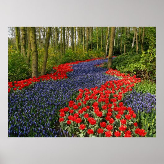 Poster Chemin bleu (Devant)