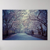 Poster Chemin Central Park Cherry Blossom (Devant)