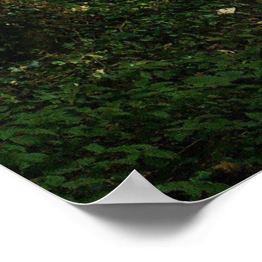 Poster Chemin dans la forêt (Coin)