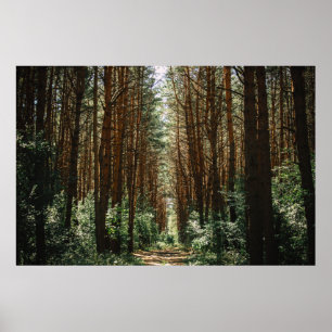 POSTER CHEMIN DANS LA FORÊT