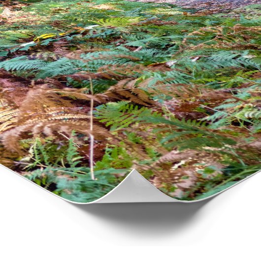 Poster Chemin dans la forêt automnale, Forêt Saint Germai (Coin)