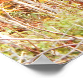 Poster Chemin Dans Les Bois Adirondacks Montagnes (Coin)