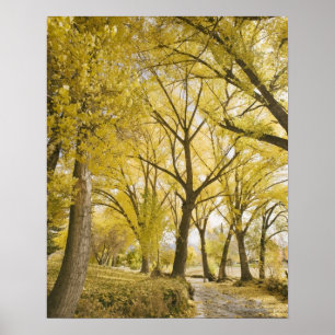 Poster Chemin dans les bois, Parc Sugarhouse, Salt Lake C