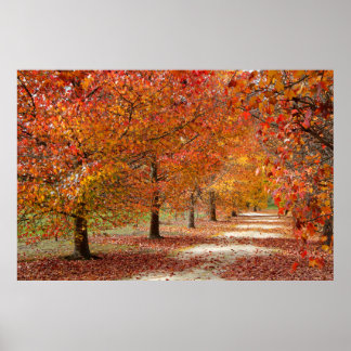 Poster Chemin d'automne