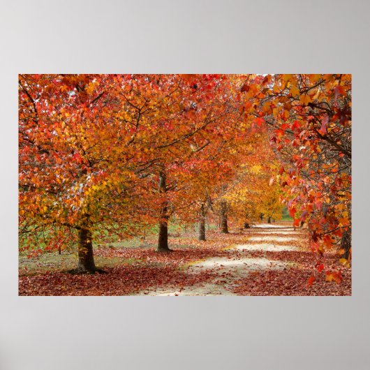 Poster Chemin d'automne (Devant)