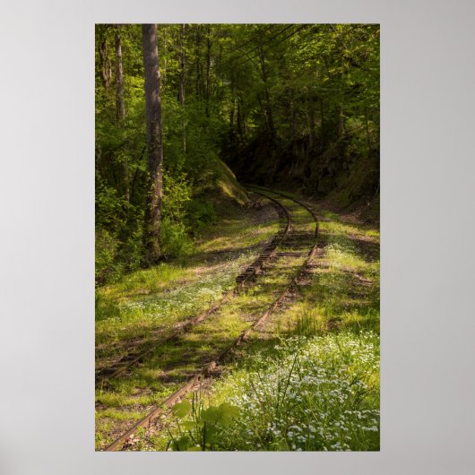 Poster Chemin De Fer Abandonné Dans Une Forêt (Devant)