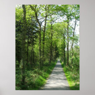 Poster Chemin de la forêt dans la lumière partielle du so