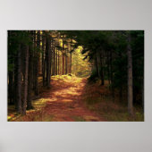 Poster Chemin de la forêt illuminée (Devant)