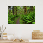 Poster Chemin de l'érable Glade, fougères et mousses couv (Cuisine)