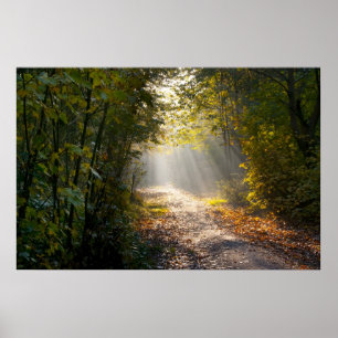 Poster Chemin de région boisée d'automne avec des Sunrays