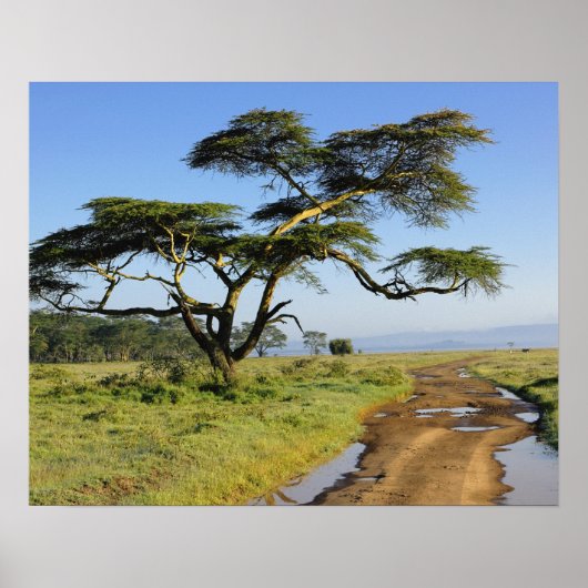 Poster Chemin de terre primitif et acacia, lac Nakuru (Devant)