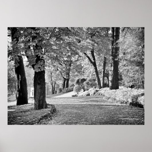 Poster Chemin du lac de Côme monochrome (Devant)