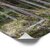 Poster Chemin en bois dans la pinède (Coin)