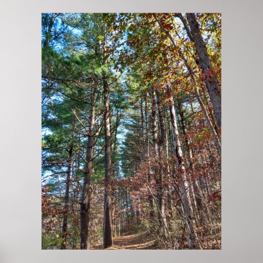 Poster Chemin forestier (Devant)