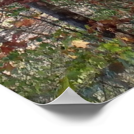 Poster Chemin forestier (Coin)