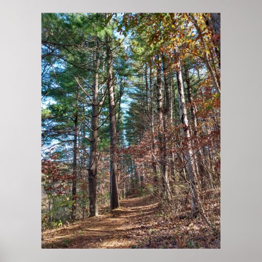 Poster Chemin forestier (Devant)