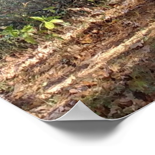 Poster Chemin forestier (Coin)
