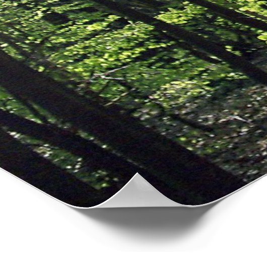 Poster Chemin forestier (Coin)