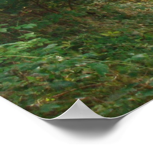 Poster Chemin forestier au Danemark (Coin)