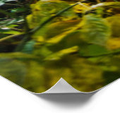 Poster Chemin forestier enchâssé (Coin)