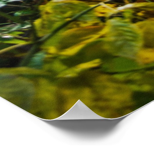 Poster Chemin forestier enchâssé (Coin)