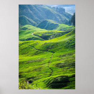 Poster Chemin par les plantations de thé