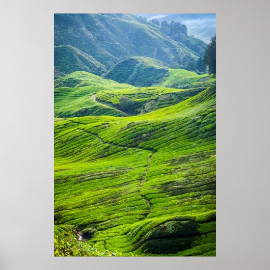 Poster Chemin par les plantations de thé (Devant)