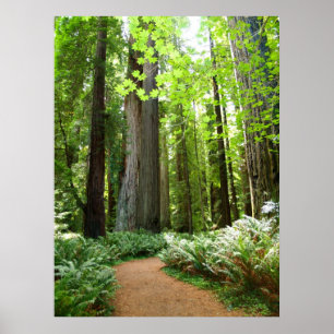 Poster Chemin Redwood