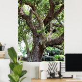 Poster Chêne Dans Le Parc 7659 Jacksonville, Floride (Bureau à domicile)
