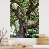 Poster Chêne Dans Le Parc 7659 Jacksonville, Floride (Cuisine)