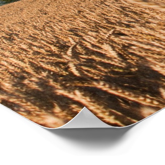 Poster Chêne dans un champ de blé (Coin)