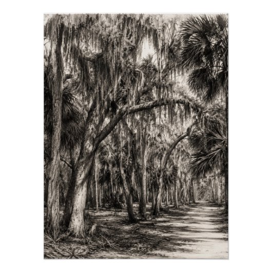 Poster Chêne de Floride ancien Hammock Graphite Croquis | (Devant)