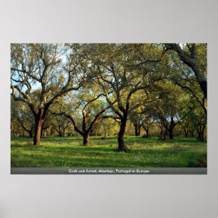 Poster Chêne de liège, Alentejo, Portugal en Europe