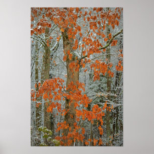 Poster Chêne d'hiver