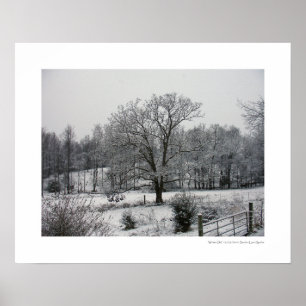 Poster Chêne d'hiver
