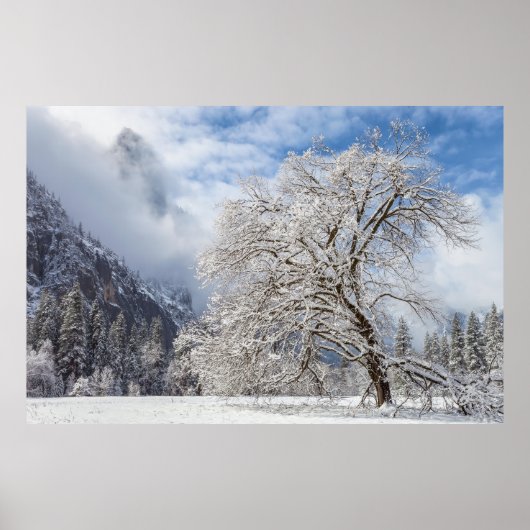 Poster Chêne neigeux (Devant)