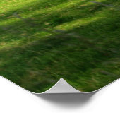 Poster Chêne vert été beau paysage (Coin)