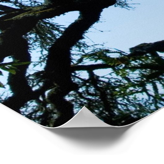 Poster Chêne Wayward (Coin)