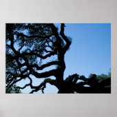 Poster Chêne Wayward (Devant)