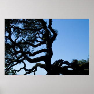 Poster Chêne Wayward