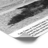 Poster Chênes à la station Hopland, mai 1966 (Coin)