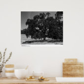 Poster Chênes à la station Hopland, mai 1966 (Cuisine)