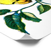 Poster chenille d'atropos d'Acherontia (Coin)