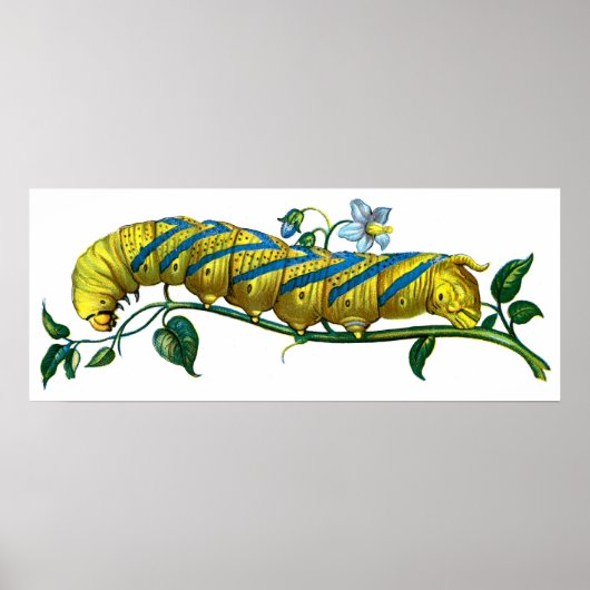 Poster chenille d'atropos d'Acherontia (Devant)