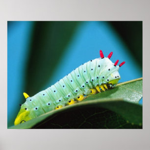 Poster Chenille du papillon Prométhée, Callosamia