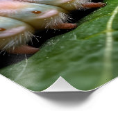 Poster Chenille floue regardant un papillon fée (Coin)