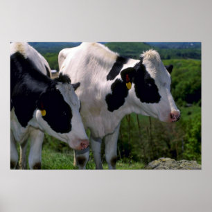 Poster Cheptels laitiers du Holstein