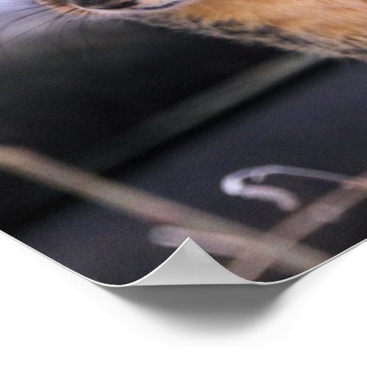 Poster Cher compagnon (Coin)